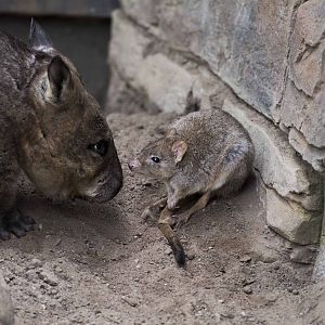 Bettong and Wombat