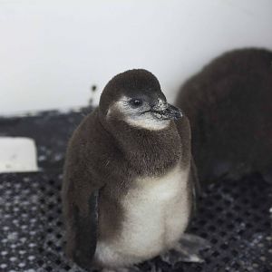 Growing Penguin Chick