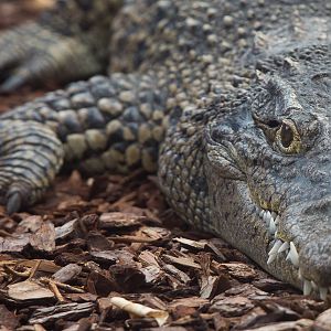 Cuban crocodile : Colchester : 18 Oct 2014