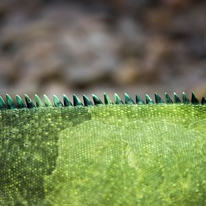 Rhinoceros iguana : Colchester : 18 Oct 2014