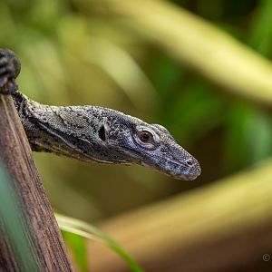 Komodo dragon : Colchester : 18 Oct 2014