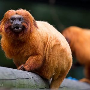 Golden lion tamarin : Colchester : 18 Oct 2014