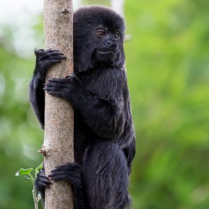 Goeldis monkey : Colchester : 18 Oct 2014