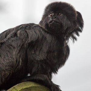 Goeldis monkey : Colchester : 18 Oct 2014