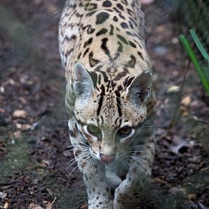 Ocelot : Howletts : 14 Oct 2014
