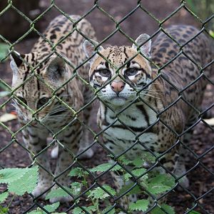 Ocelot : Howletts : 14 Oct 2014