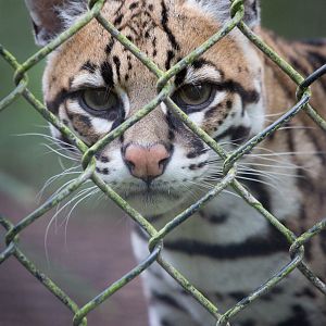 Ocelot : Howletts : 14 Oct 2014