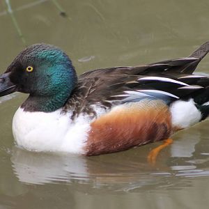Northern shoveler