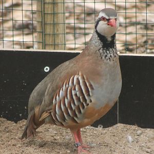 Red-legged partridge