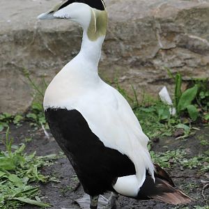 Common eider