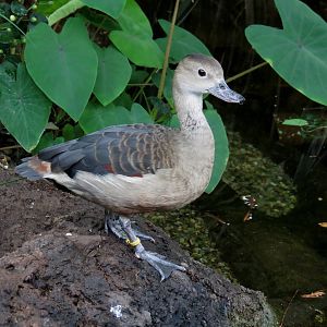 Javan Whistling Duck
