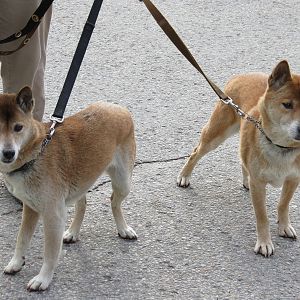 New Guinea Singing Dogs