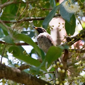 Bridled Honeyeater