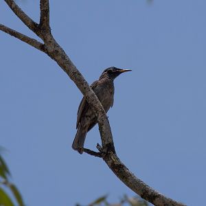 Bridled Honeyeater