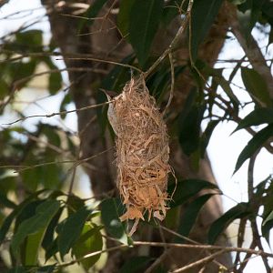 Brown-backed Honeyeater at nest