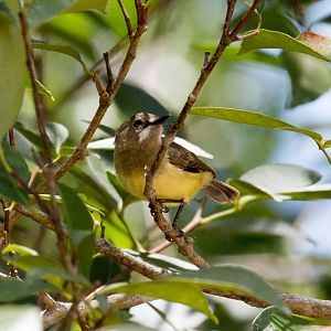 Fairy Gerygone male (ssp. personata)