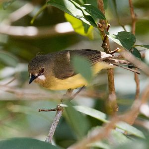 Fairy Gerygone male (ssp. personata)