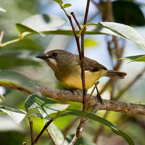 Fairy Gerygone male (ssp. personata)