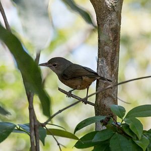 Little Shrike-thrush