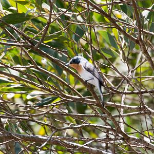 Leaden Flycatcher