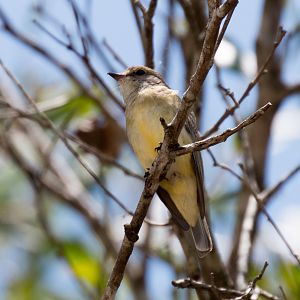 Lemon-bellied Flycatcher