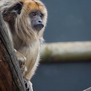 Black-and-gold howler monkey : Twycross : 03 Oct 2014