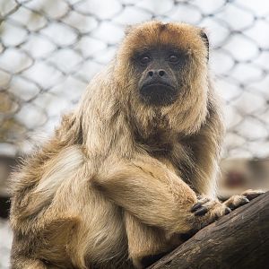 Black-and-gold howler monkey : Twycross : 03 Oct 2014