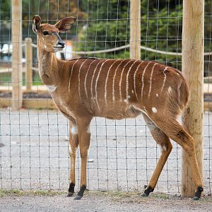 Nyala : Twycross : 03 Oct 2014