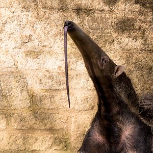 Giant anteater : Cotswold WP : 25 Oct 2014