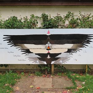 Wing Span Comparison