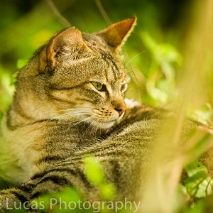 Emdoneni Cat Rehabilitation Centre- African Wild Cat