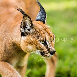 Emdoneni Cat Rehabilitation Centre- Caracal