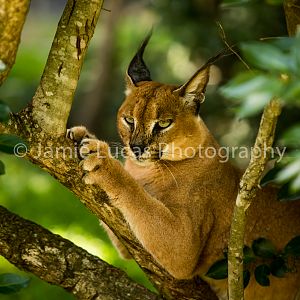 Emdoneni Cat Rehabilitation Centre- Caracal