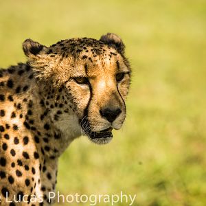 Emdoneni Cat Rehabilitation Centre- Cheetah