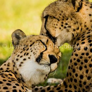 Emdoneni Cat Rehabilitation Centre- Cheetahs