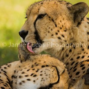 Emdoneni Cat Rehabilitation Centre- Cheetahs