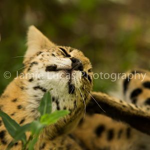 Emdoneni Cat Rehabilitation Centre- Serval
