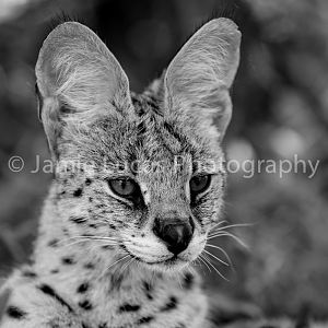 Emdoneni Cat Rehabilitation Centre- Serval