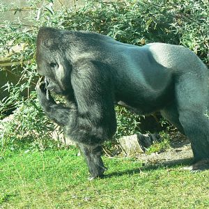 Western Lowland Gorilla at Blackpool Zoo, 27/09/14