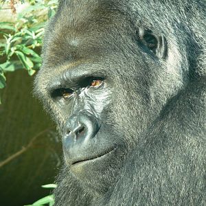 Western Lowland Gorilla at Blackpool Zoo, 27/09/14