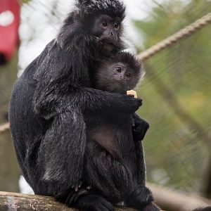 Javan langur : Howletts : 14 Oct 2014