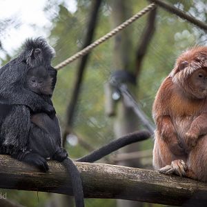 Javan langur : Howletts : 14 Oct 2014