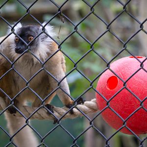 Black lemur : Howletts : 14 Oct 2014