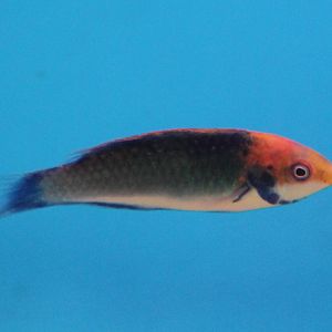 Solor fairy wrasse