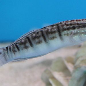 Banded sleeper goby (Amblygobius phalaena)