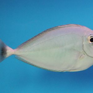 Whitemargin unicornfish