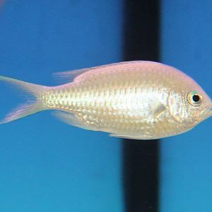 Green Chromis (Chromis viridis)