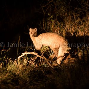 White Tailed Mongosse