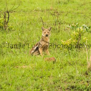 Side-Striped Jackal