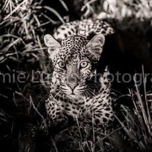 African Leopard